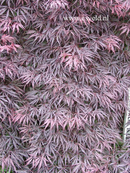 Acer palmatum 'Inaba shidare'