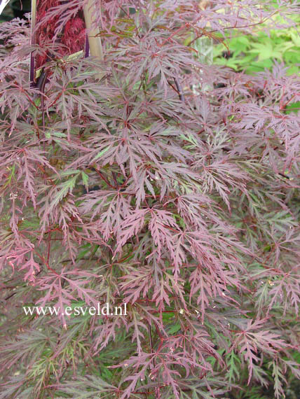 Acer palmatum 'Orangeola'