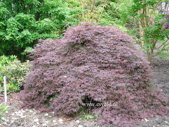 Acer palmatum 'Orangeola'