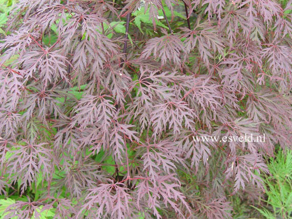 Acer palmatum 'Orangeola'