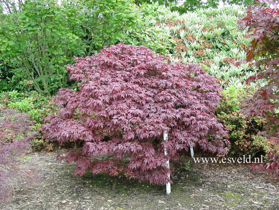 Acer palmatum 'Oregon Sunset'