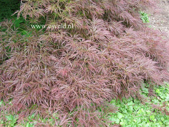 Acer palmatum 'Ornatum'