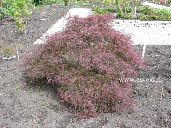 Acer palmatum 'Pink Filigree'