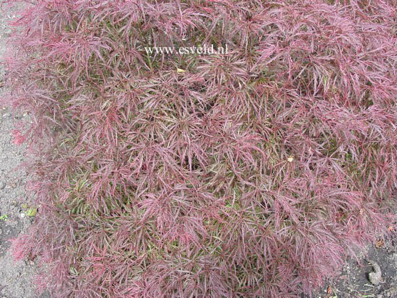 Acer palmatum 'Pink Filigree'