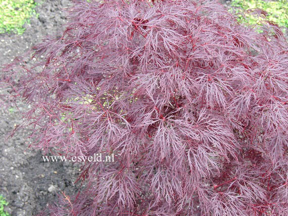 Acer palmatum 'Red Filigree Lace'