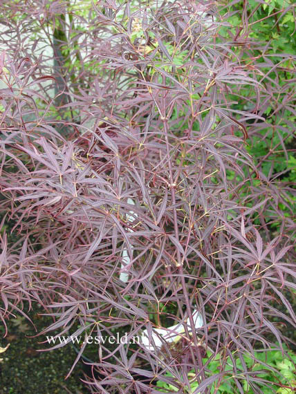 Acer palmatum 'Red Pygmy'