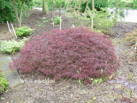 Acer palmatum 'Dissectum Nigrum'