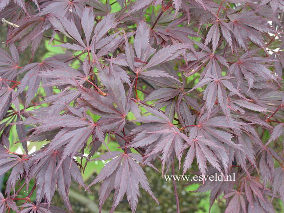 Acer palmatum 'Sherwood Flame'