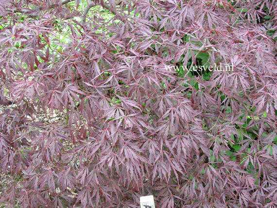 Acer palmatum 'Tamuke yama'