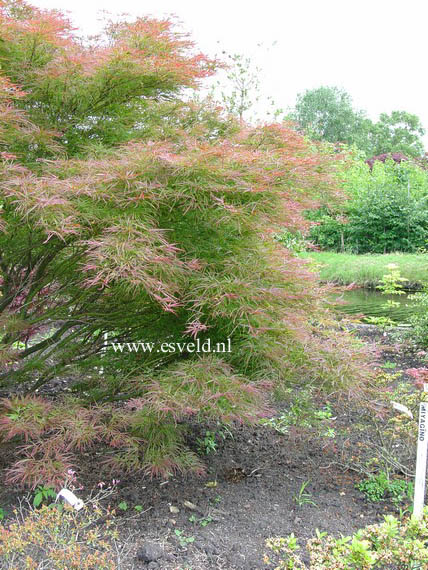 Acer palmatum 'Villa Taranto'