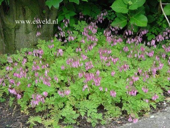 Dicentra formosa