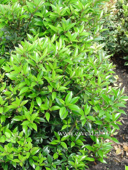 Osmanthus heterophyllus 'Myrtifolius'