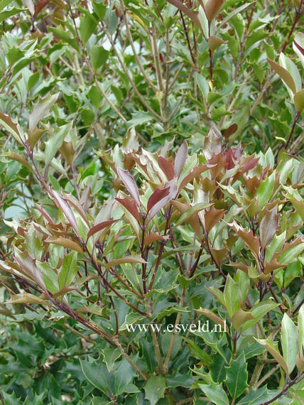 Osmanthus heterophyllus 'Purpureus'