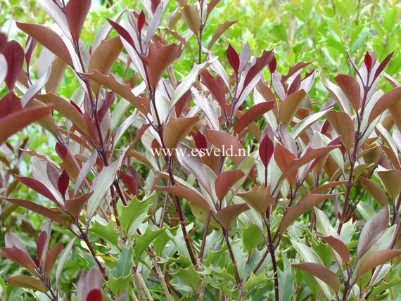 Osmanthus heterophyllus 'Purpureus'