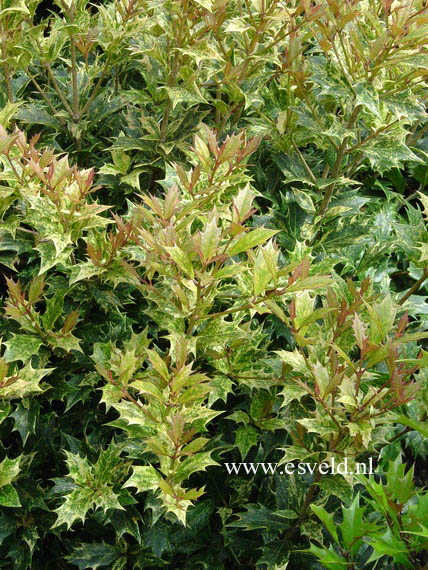 Osmanthus heterophyllus 'Goshiki'