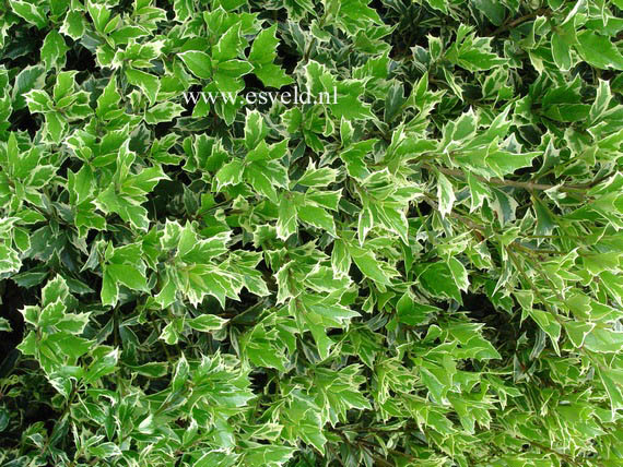 Osmanthus heterophyllus 'Variegatus'