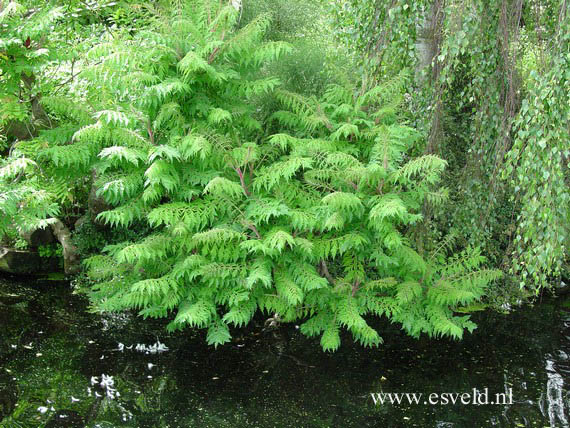 Rhus typhina 'Dissecta'