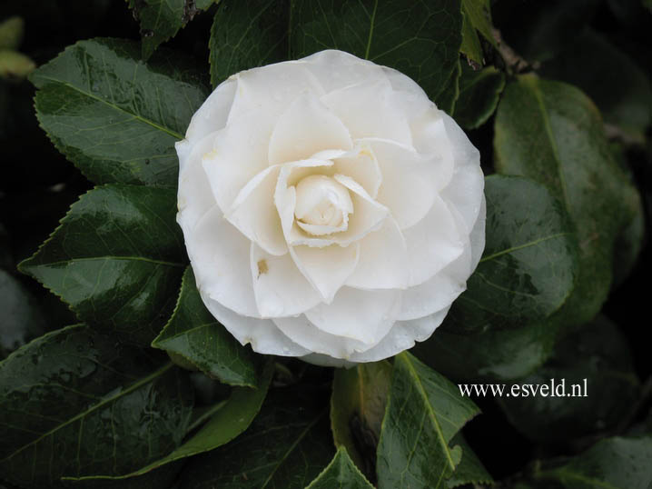 Camellia japonica 'Alba Plena'