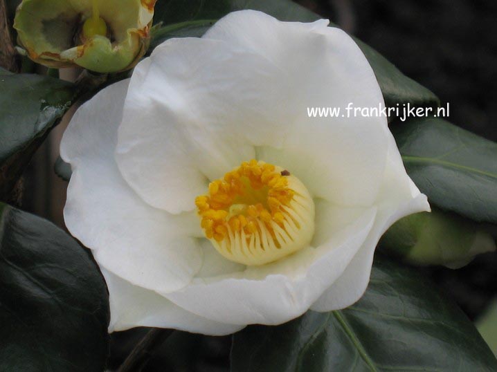 Camellia japonica 'Alba Simplex'