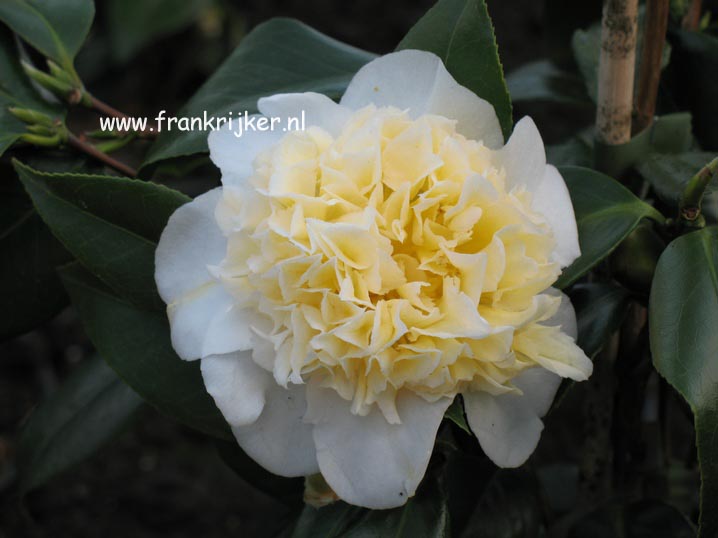 Camellia japonica 'Brushfield's Yellow'