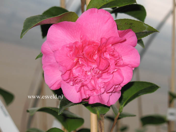 Camellia japonica 'Debbie'