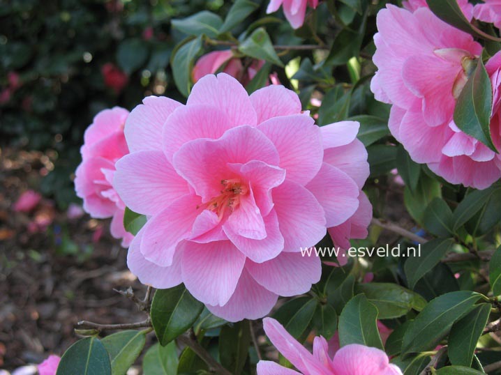 Camellia williamsii 'Donation'