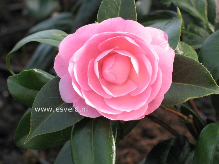Camellia williamsii 'E.G. Waterhouse'
