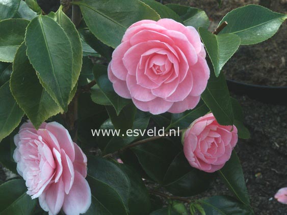 Plantentuin Esveld