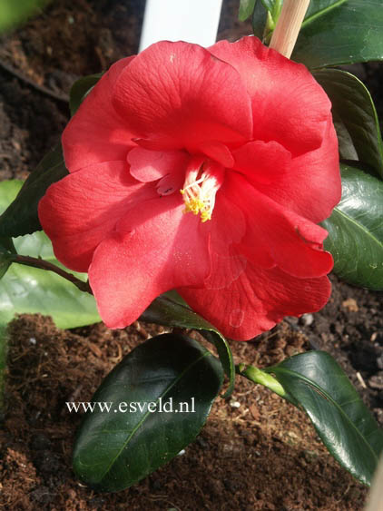 Camellia japonica 'Flame'