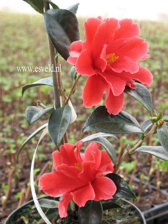 Camellia 'Freedom Bell'