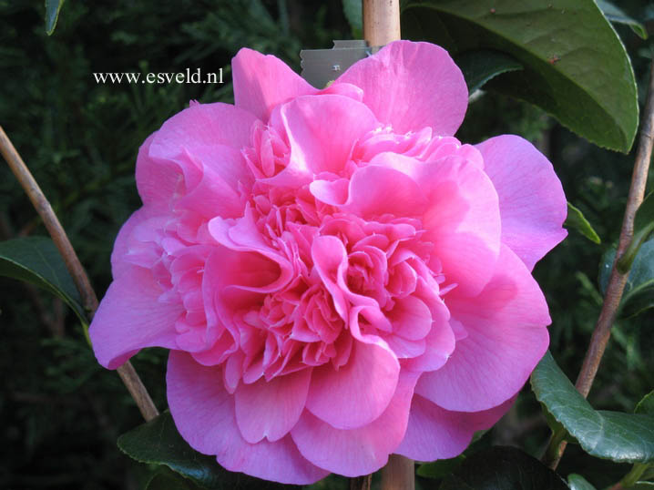 Camellia japonica 'Debbie'