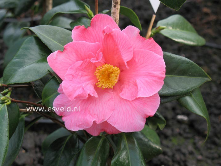 Camellia japonica 'Leonard Messel'
