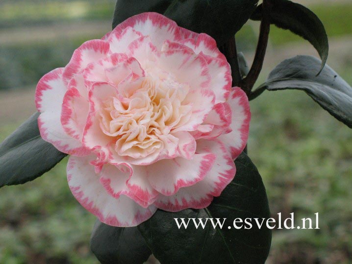 Camellia japonica 'Margaret Davis'