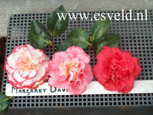 Camellia japonica 'Margaret Davis'