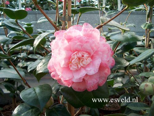 Camellia japonica 'Margaret Davis'