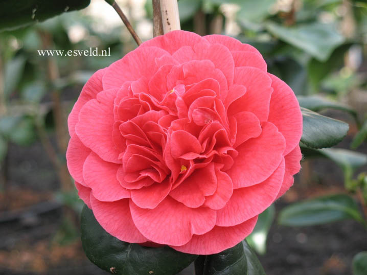 Camellia japonica 'Lady Campbell'