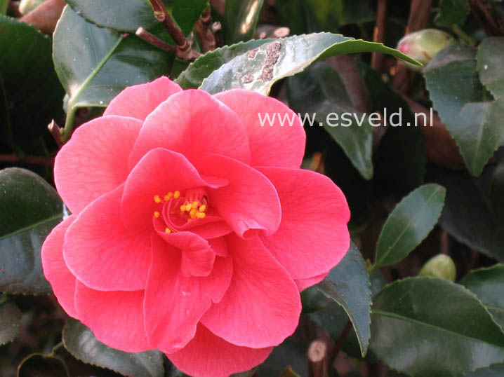 Camellia reticulata 'Mary Williams'