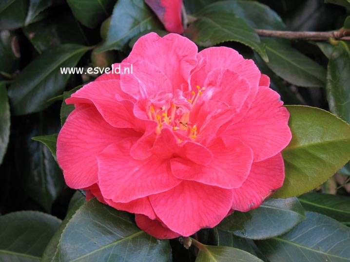 Camellia japonica 'Mathotiana'