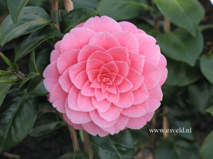 Camellia japonica 'Mrs. Tingley'