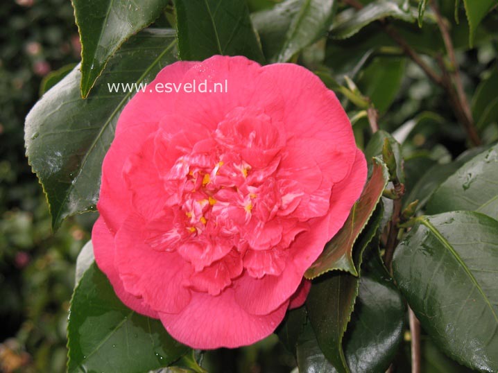 Camellia japonica 'R.L. Wheeler'