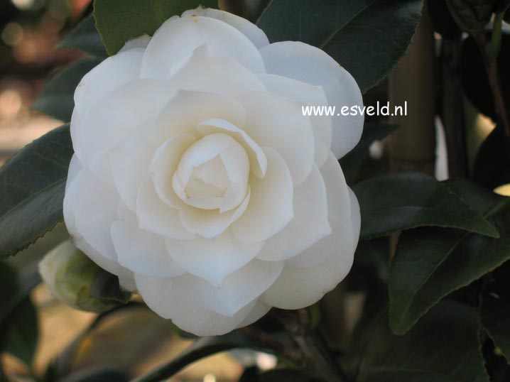 Camellia japonica 'Snow White'