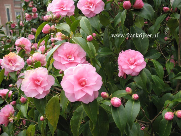 Camellia japonica 'Spring Festival'