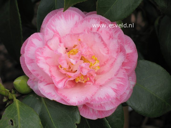 Camellia japonica 'Spring Sonnet'