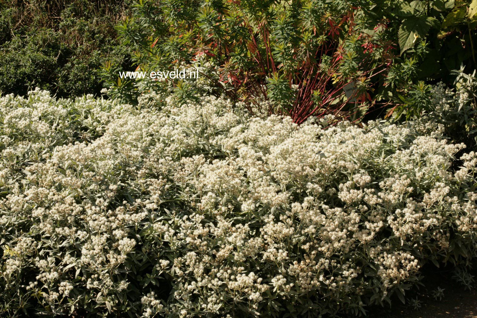 Anaphalis triplinervis 'Sommerschnee'