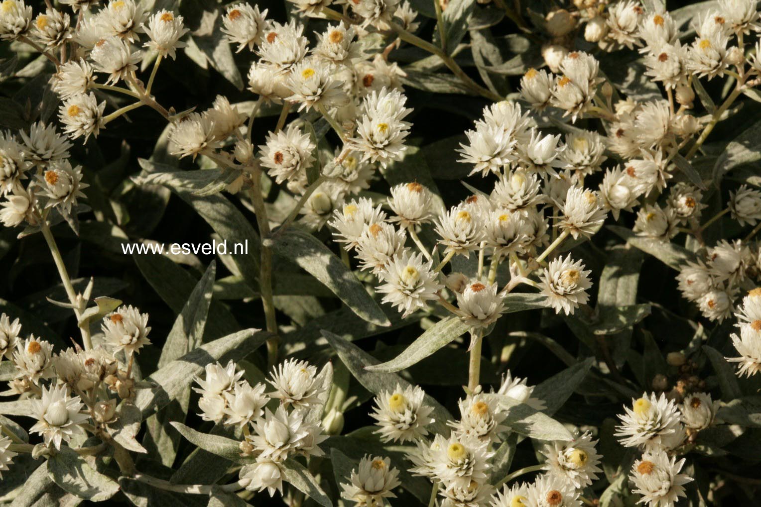 Anaphalis triplinervis 'Sommerschnee'