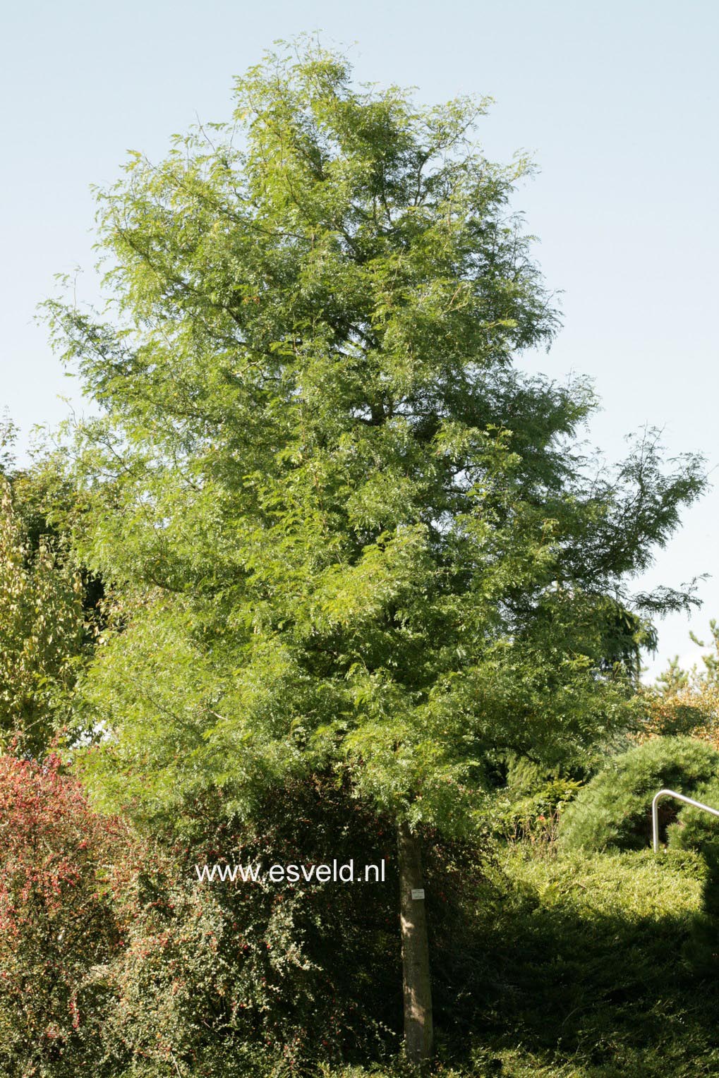 Gleditsia triacanthos