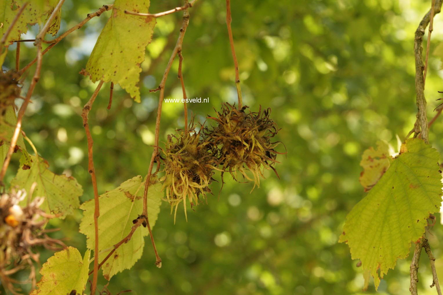 Corylus colurna