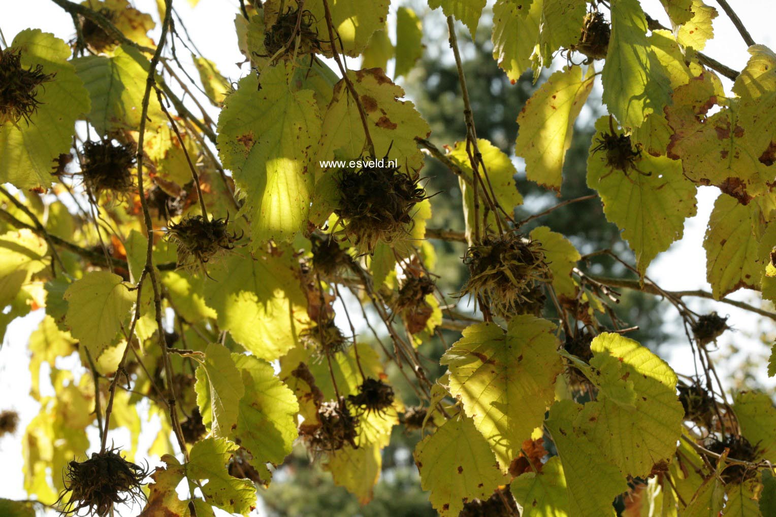 Corylus colurna