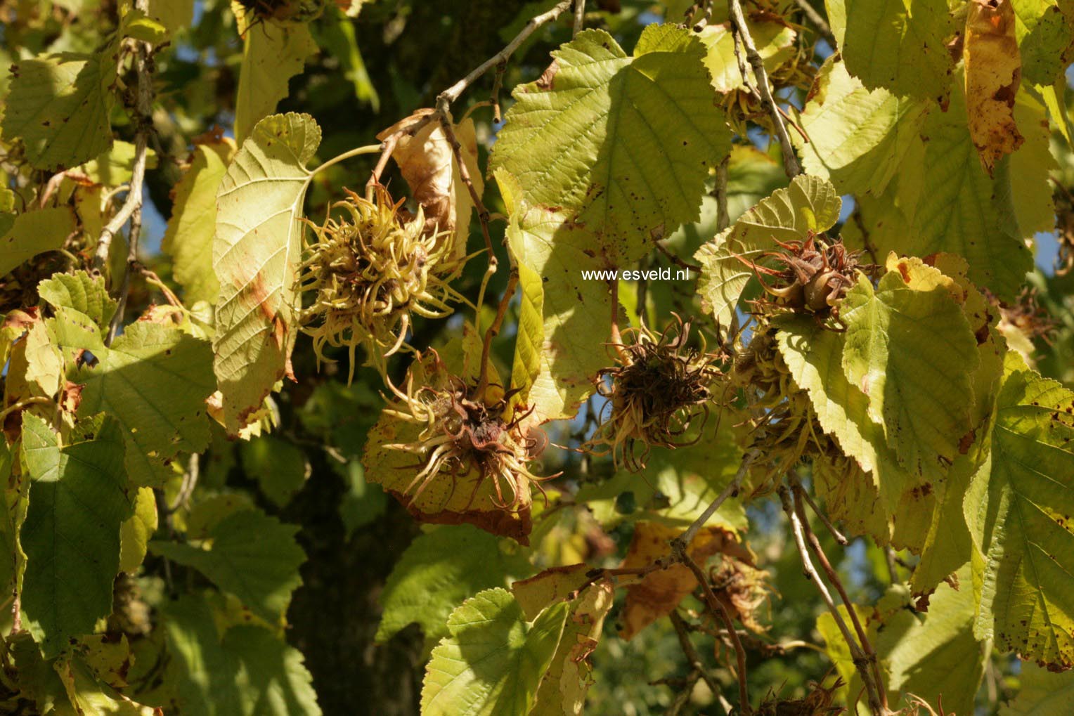 Corylus colurna