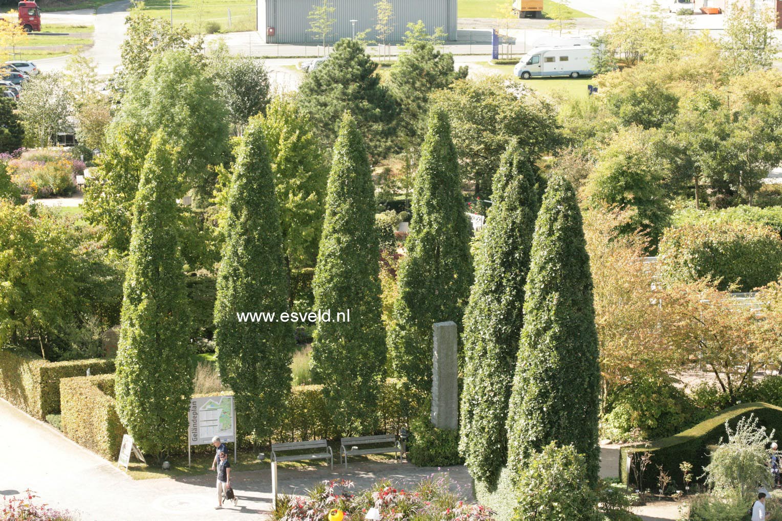 Quercus robur 'Fastigiata' (SKYROCKET)